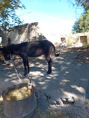 жан жаныбарлар: Осёл (молодой, темно‑бурый) - Порода: домашний осёл - Окрас: тёмный — 1