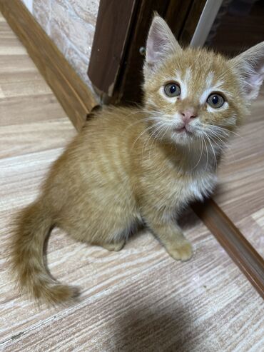 маленький кот: Пристраивается в добрые руки вот такой маленький ребёночек😻 около