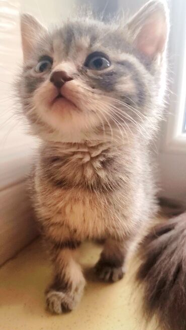 Pişiklər: Şotland, Erkək, Ünvandan götürmə, Ödənişli çatdırılma -da lalafo.az — 2 Pişiklər: Şotland, Erkək, Ünvandan götürmə, Ödənişli çatdırılma — 2