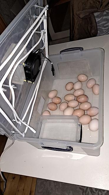 İnkubatorlar: Tam avtomat — 2