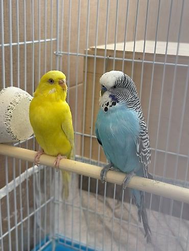 🦜 Hazır cüt papuqay satılır! Valnistiy növündən olan hazır cüt papuqay