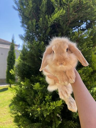 dovşan: Çox gözəl və nadir rəngə sahib Holland Lop balası satılır. 🐰 2 aylıq — 6