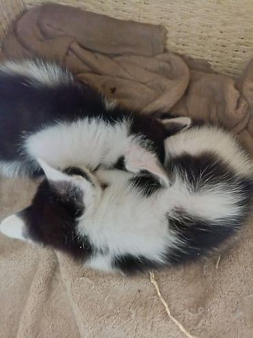 продажа котят: Кошка даром: Беспородная, 2 месяца, Мальчик, Приучена к лотку — 4