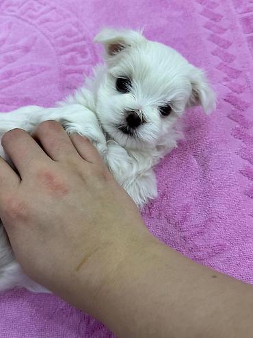 İtlər: Malta bolonka — 11