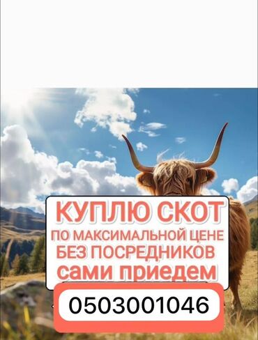 с переездом: Предлагаем услуги по покупке скота на максимально выгодных условиях