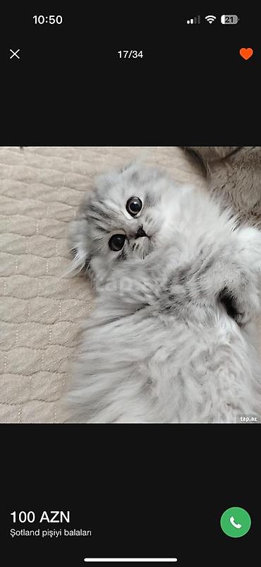 Pişiklər: Şotland, Erkək, Dişi, Yaxşı əllərə, Ünvandan götürmə, Pulsuz çatdırılma, Ödənişli çatdırılma — 1