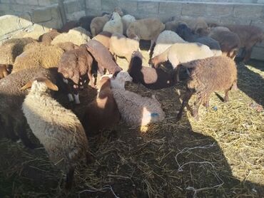 Inəklər, öküzlər: Quzu, Erkək, Qala, ay: 1, 10 kq, Damazlıq, Ünvandan götürmə