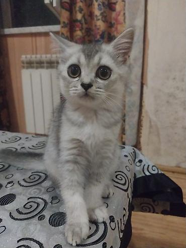 пушистые коты: Шотландская — 3