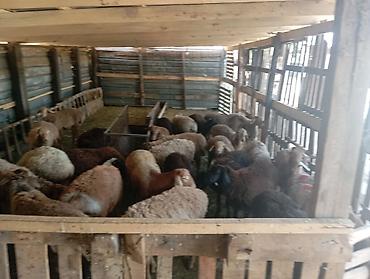 продам кента: Продаю | Баран (самец) | Полукровка | На забой | Кастрированные — 1