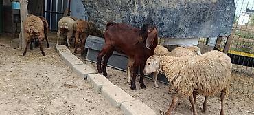 tovuz qusu səkilləri: Hələb keçi 🐐 7 aylıq — 5