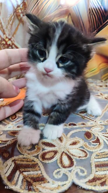 кошка домашный: Котята 1,5 месяца, домашние — 2