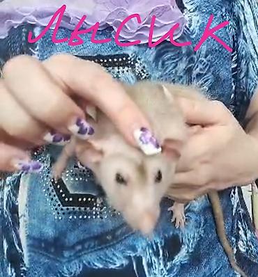 Кемирүүчүлөр: Питомник крыс Rat Haus Love . Предлагает пару молодых крыс . Мальчик — 2