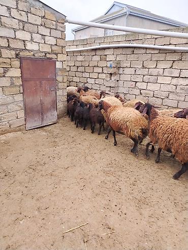 Qoyunlar, qoçlar: Satılır: Qoyun sürüsü - Növ: yerli xalı/xar (uzunquyruq, yağlı — 10