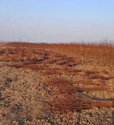 Tinglər: Məhsul: ting və kol bitkiləri (gül və meyvə ağacı tingləri) - Gül -da lalafo.az — 7 Tinglər: Məhsul: ting və kol bitkiləri (gül və meyvə ağacı tingləri) - Gül — 7