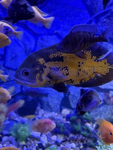 Akvariumlar: Аквариум - 2 м ( 7,000 Манат Цена -da lalafo.az — 20 Akvariumlar: Аквариум - 2 м ( 7,000 Манат Цена — 20