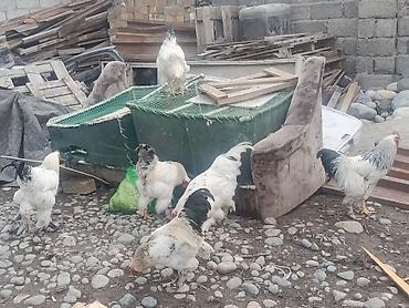 куры брама бишкек: Сатам | Короздор | Брама | Көбөйтүү үчүн — 8