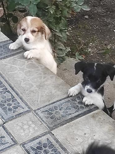 heyvanlar keci: Zvonok, 2 ay, Dişi, Ünvandan götürmə — 9