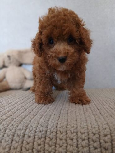 İtlər: Pudel, 2 ay — 12