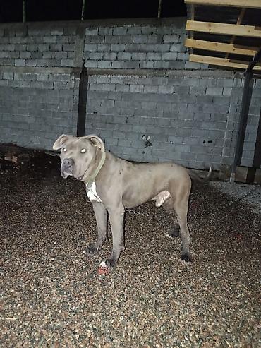 Продажа собак: Питбуль, 11 месяцев, Самец — 7
