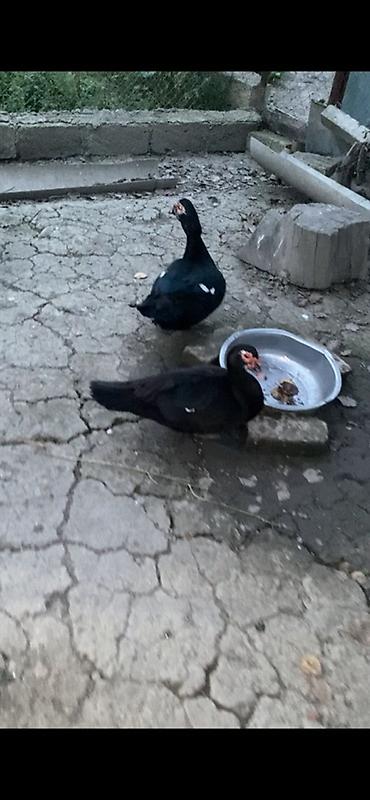cucelerin satisi: Dişi lal ördək Muskus ördəkləri (indişka ördəyi) – 2 ədəd - Rəng — 2