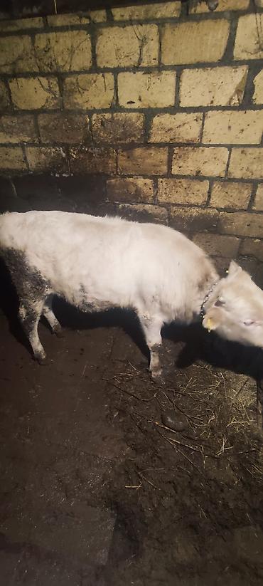 Dana, buzov: Dana, buzov, Erkək, ay: 12, 130 kq, Ətlik — 5