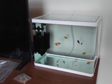 akvarium balıq: Akvarium 30 litr (Zavod ) + 2 çıxışlı atman kompressoru + pipo filter