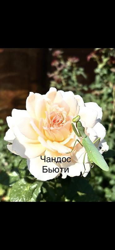 эльф: Саженцы Самовывоз, Платная доставка — 2