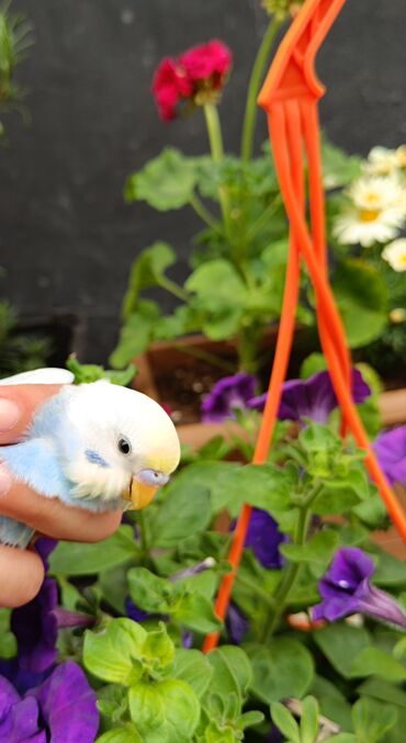 bulbul qefesi: Gördüyünüz quş və qəfəsi sadəcə 29 azn üstəlik vitamin paketi