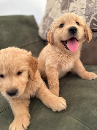 İtlər: Labrador-retriver, 1 ay, Erkek — 9