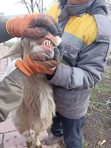 Баран, овца: Продаю | Овца (самка) | Арашан | Для разведения — 10