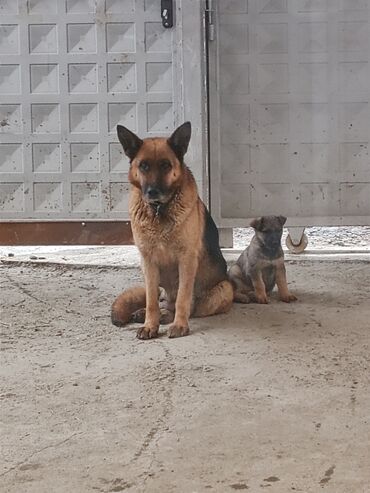 Продажа собак: Овчарка, 3 года, Самка
