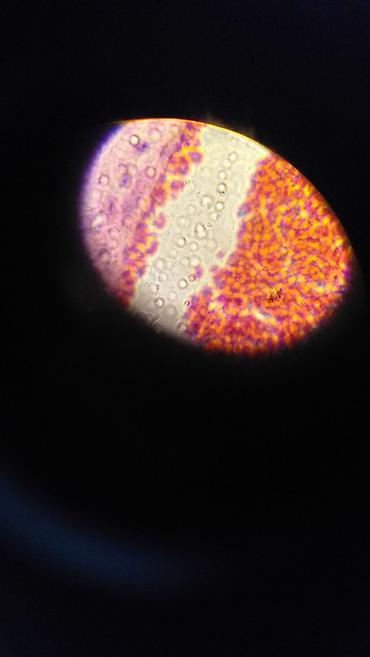 Ostali medicinski proizvodi: Mikroskop Zeiss Fluorescentni Nemam trafo za njega U funkciji Kao sa — 22