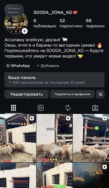 Баран, овца: Продаю | Баран (самец) | Для разведения — 16