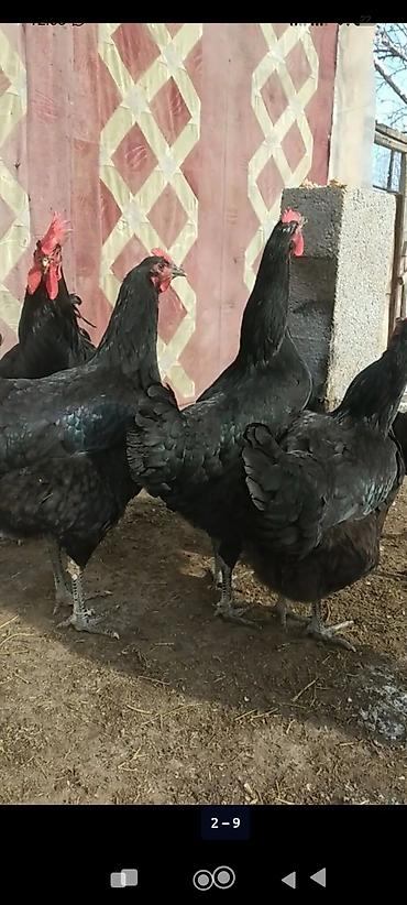 Куры, петухи: Продаю | Куры — 2