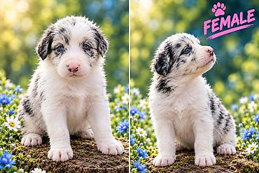 Pets & Animals: Border collie štenci BORDER COLLIE ŠTENCI – LJUBAV NA PRVI POGLED — 2
