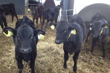 коровы дойные: Сатам | Бука (эркек)