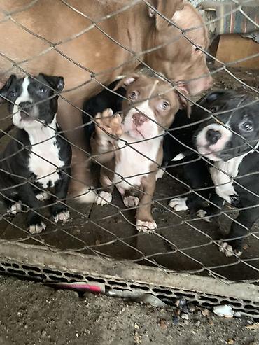 Продажа собак: Щенки с короткой гладкой шерстью, мощным телосложением и широкими — 5