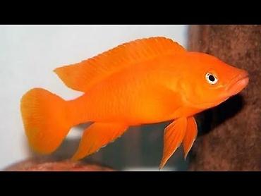 100 l akvarium: Cixlid balığı — 1