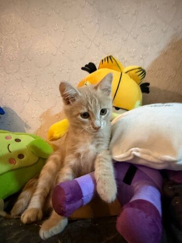 Pişiklər: Şotland yastı qulaq, Erkək, Dişi, Yaxşı əllərə, Ünvandan götürmə, Pulsuz çatdırılma, Ödənişli çatdırılma — 150