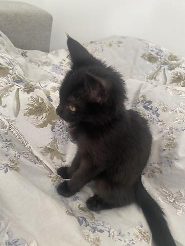 котята фото: Отдаем котенка в добрые руки, к лотку приручена, проглистована, в — 3