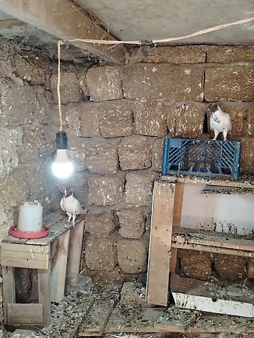 cex quslar: Goyercinler tecili satilir 3 ededdir sort quslardir baxa bilmirem deye — 2