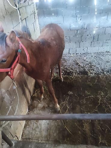 Лошади, кони: Продаю | Жеребенок — 8