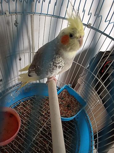 Növ: Nimfa tutuquşu (Cockatiel), kresli saçaqlı, yanaqlarında narıncı