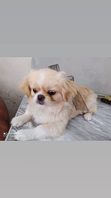 İtlər: Pekines, 9 ay, Dişi, Peyvəndli, Ünvandan götürmə