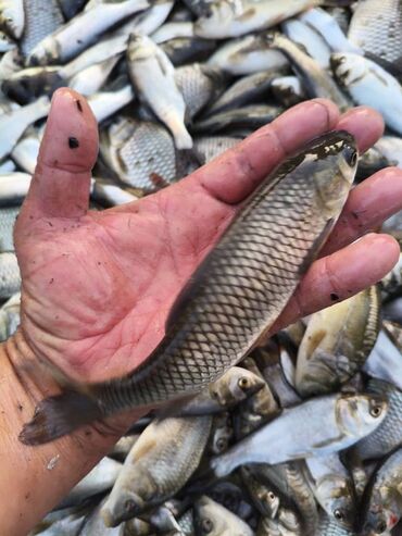рыба аквариума: Карп, Амур, Толсталоб, карась, Малёк, недоросток, товарный. Есть