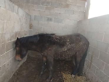 Лошади, кони: Продаю | Жеребенок | Для разведения — 8