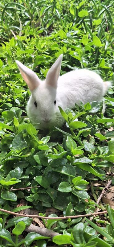 Dovşanlar: Dekorativ dovsanlar biri 15 azn — 10