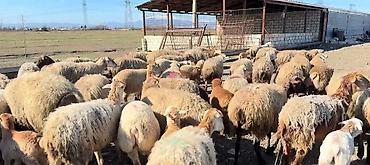 cins keciler: Erkək, il: 1, Damazlıq, Pulsuz çatdırılma — 3