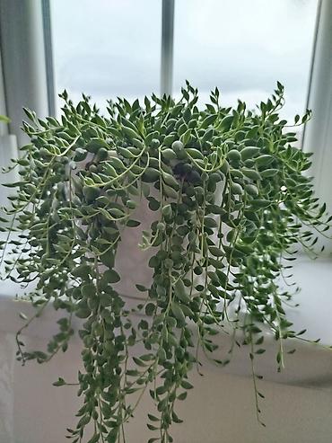Другие растения: Succulent – Senecio rowleyanus (String of Pearls) asma formada - — 2