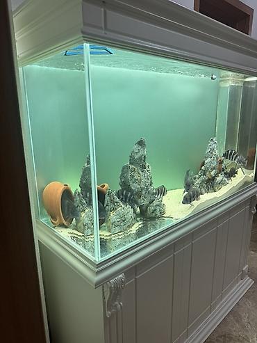 ağ xasqi: Akvarium-şkaf, Balıqlarla birlikdə, 400 l, Ünvandan götürmə — 3